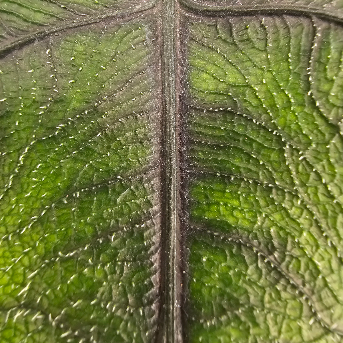 Alocasia tandurusa 'Jacklyn' perfectly imperfect