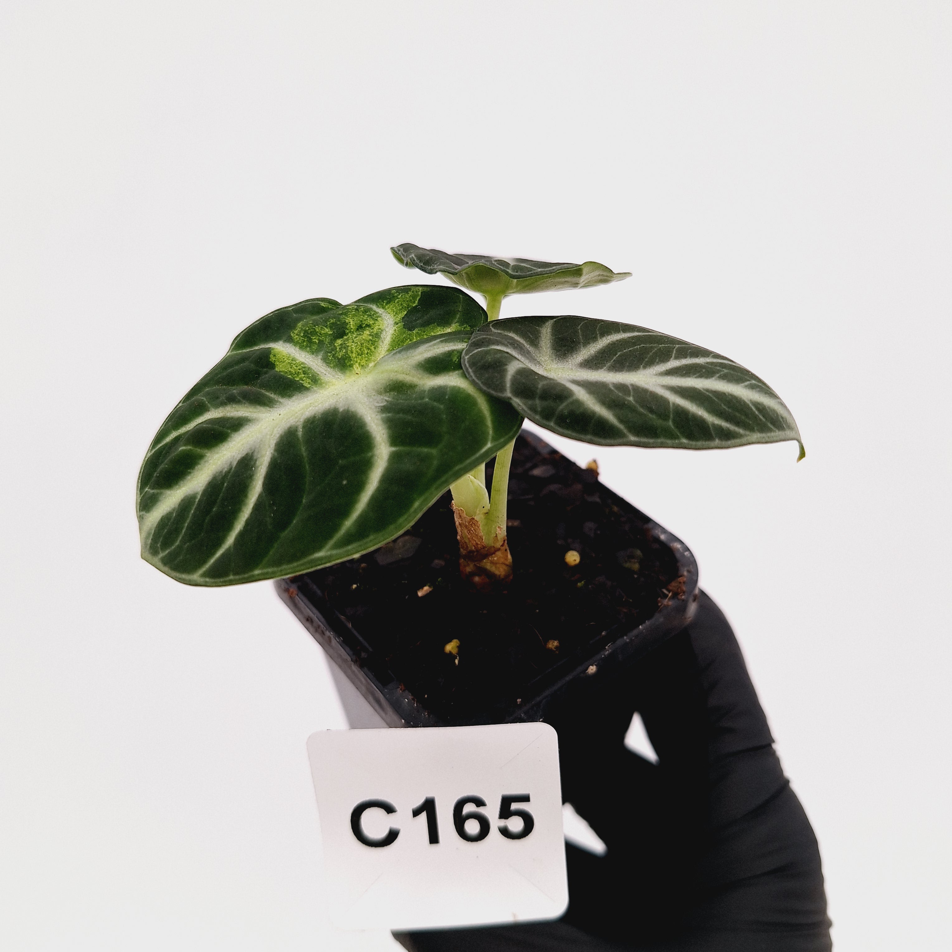 Alocasia reginula 'Ninja Variegata'