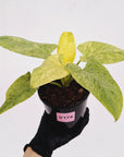 Homalomena sulcata ‘Cream Frost’ - SALE