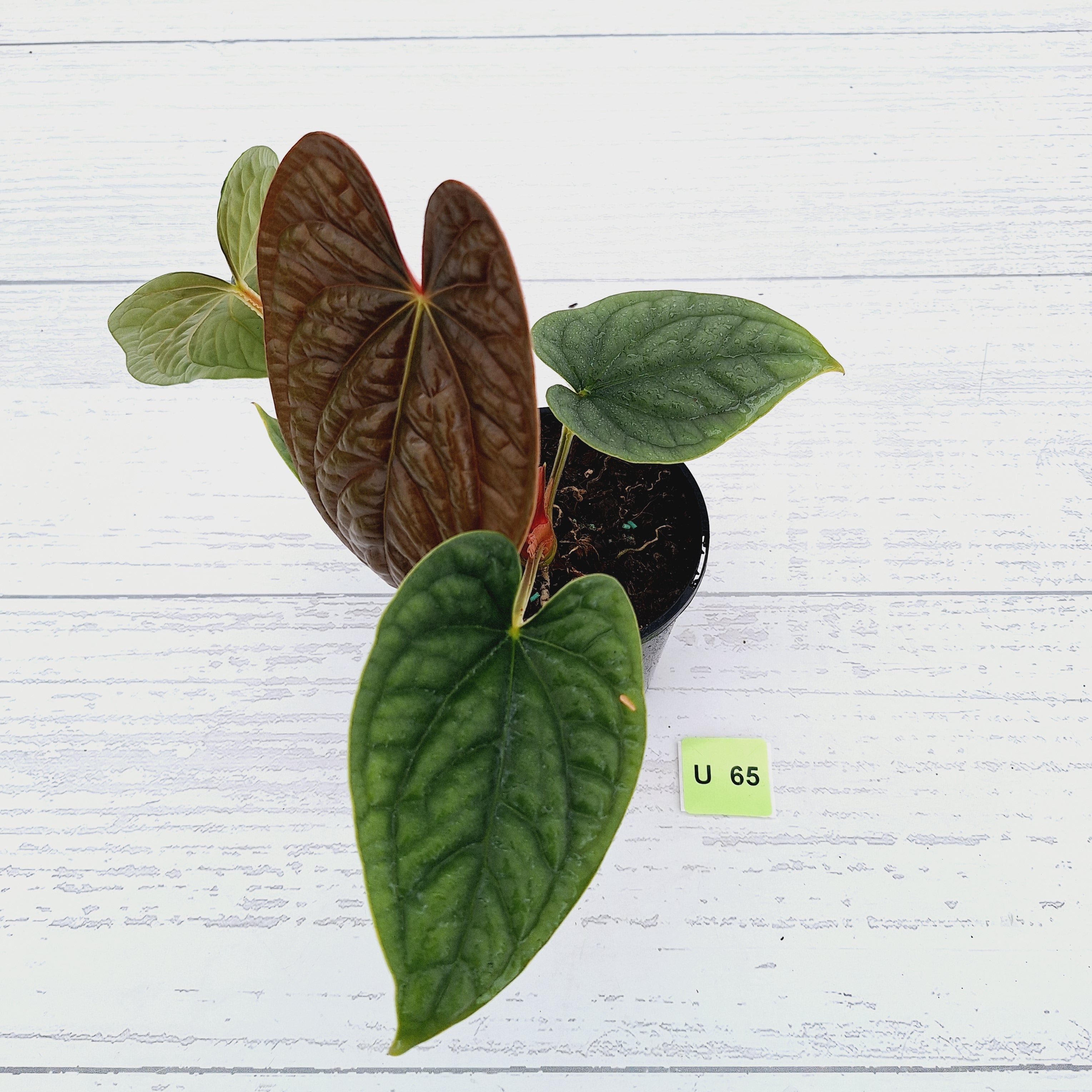 Anthurium Luxurians