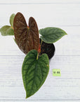 Anthurium Luxurians