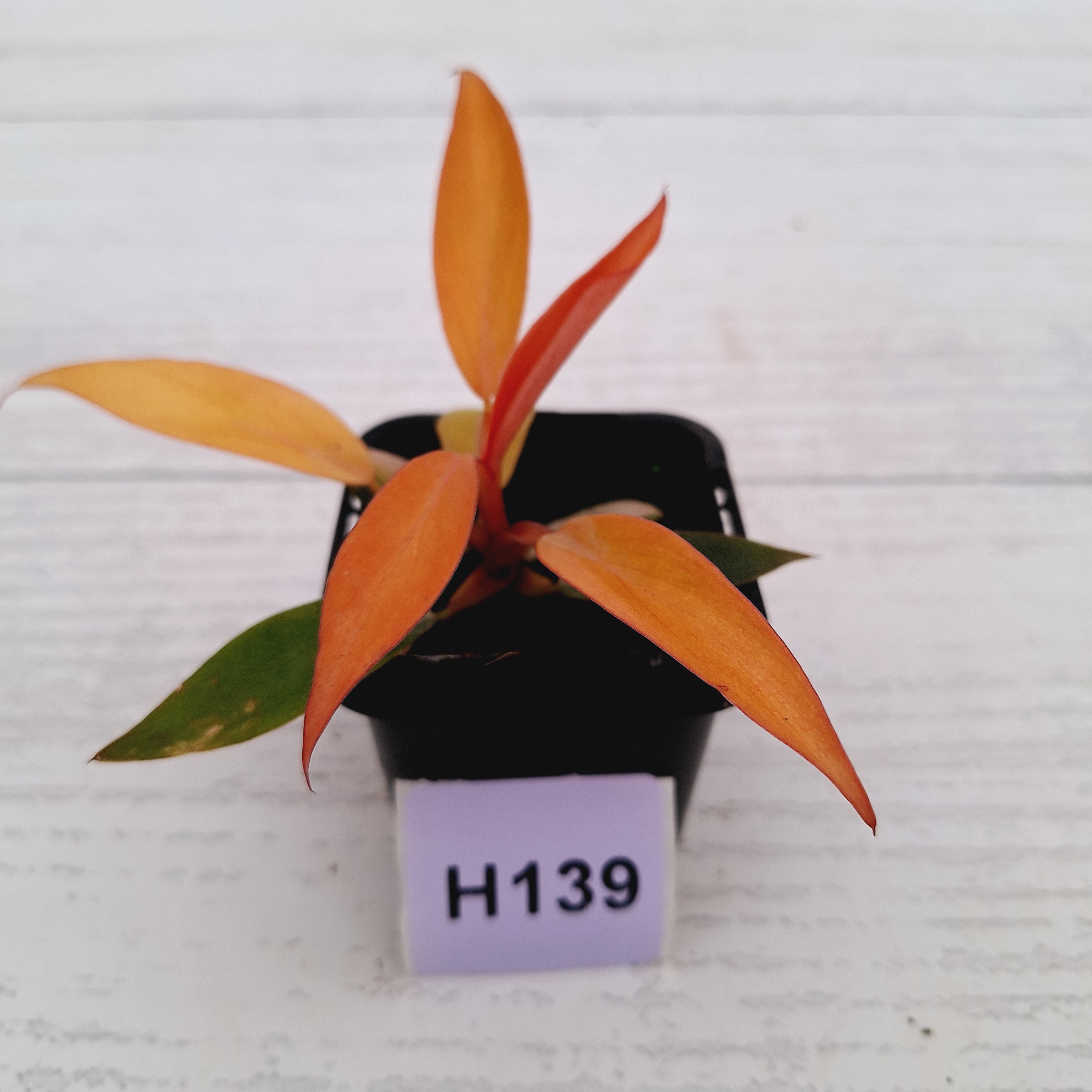 Philodendron &#39;Orange Princess&#39;