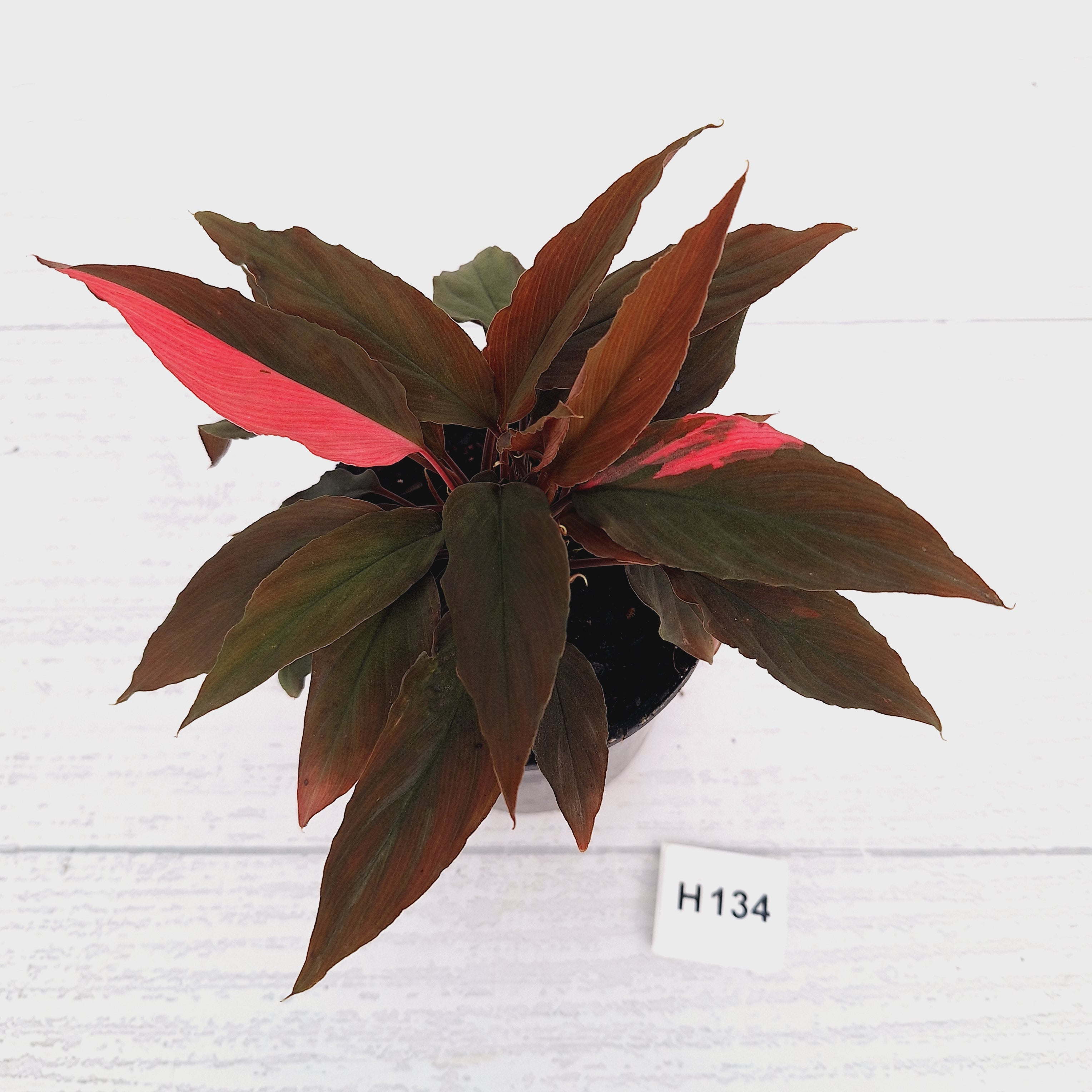 Homalomena Humilis Jungle Satin Variegata