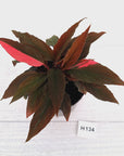 Homalomena Humilis Jungle Satin Variegata