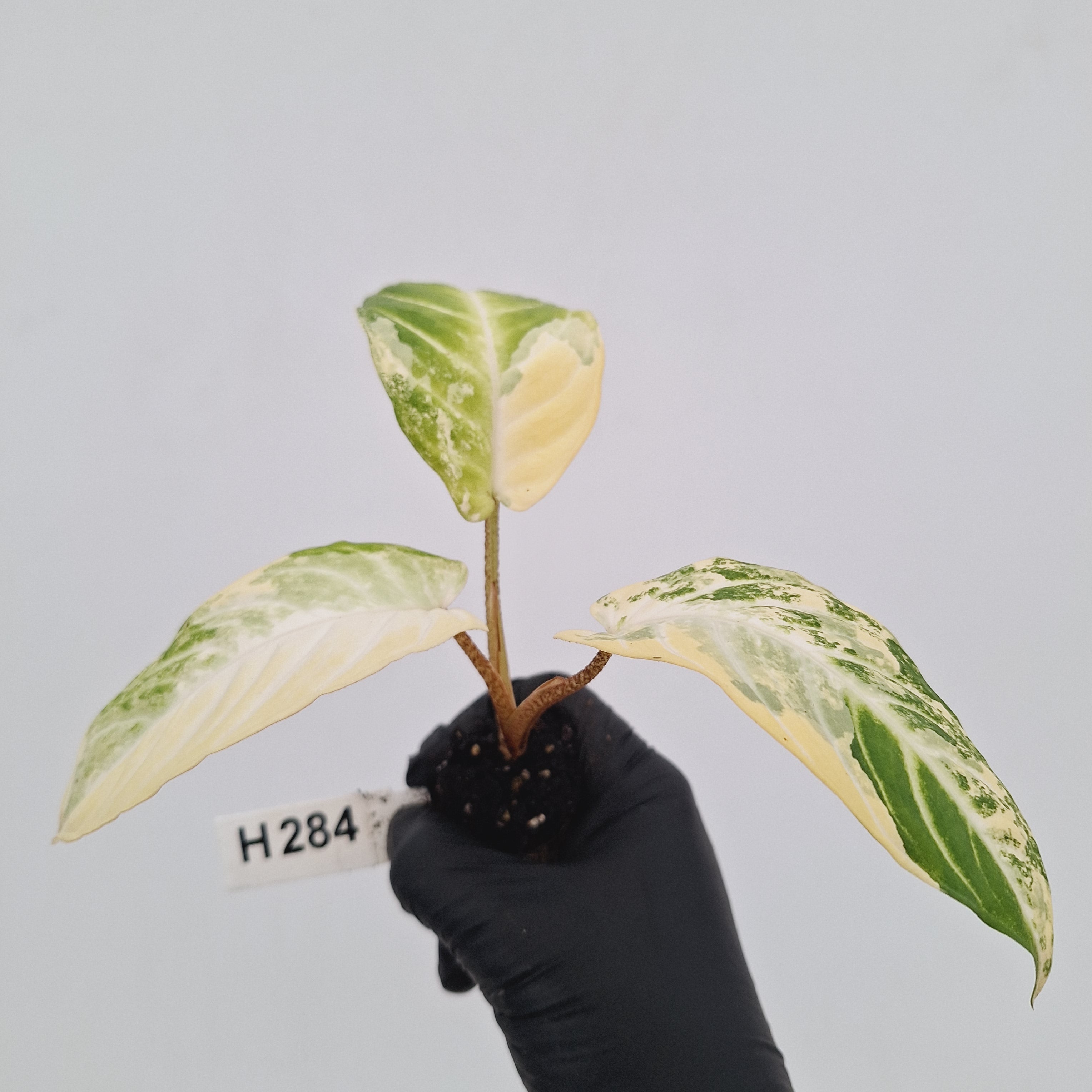 Phyllotaenium lindenii Magnificum Variegata -  Bare Bottom Baby