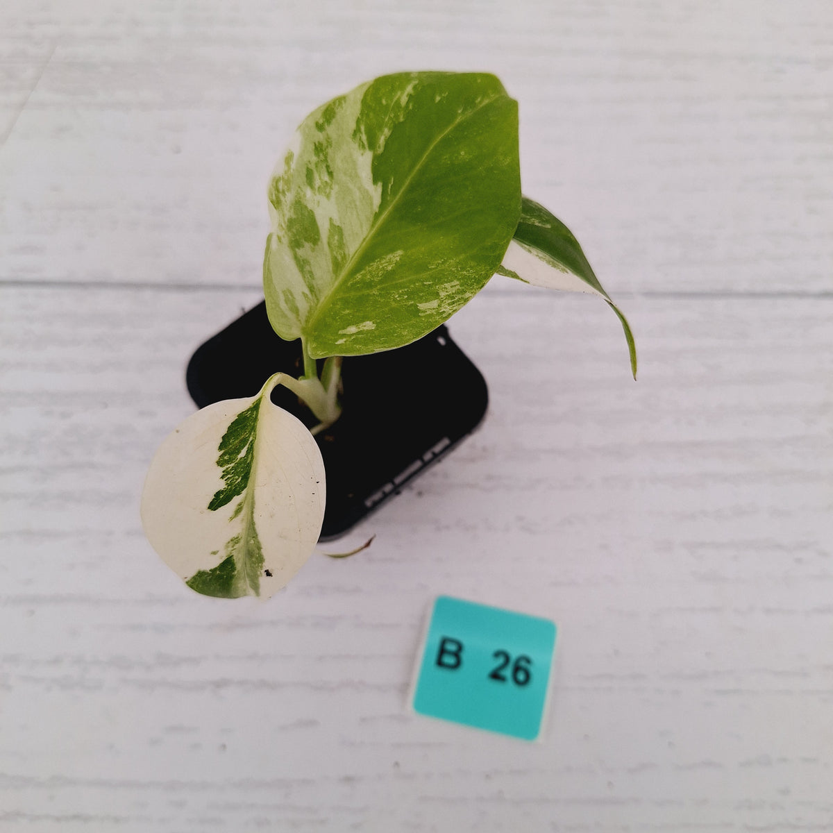 Monstera borsigiana 'Albo' - SALE
