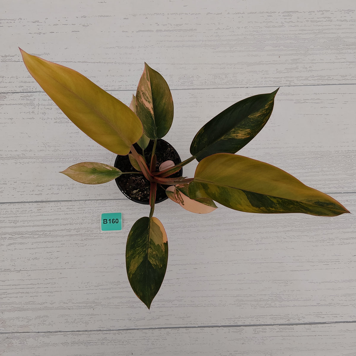 Philodendron 'Rojo Congo Variegated' 125mm - SALE