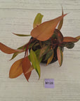 Philodendron 'Orange Princess' Sport