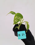 Monstera borsigiana 'Albo' - SALE