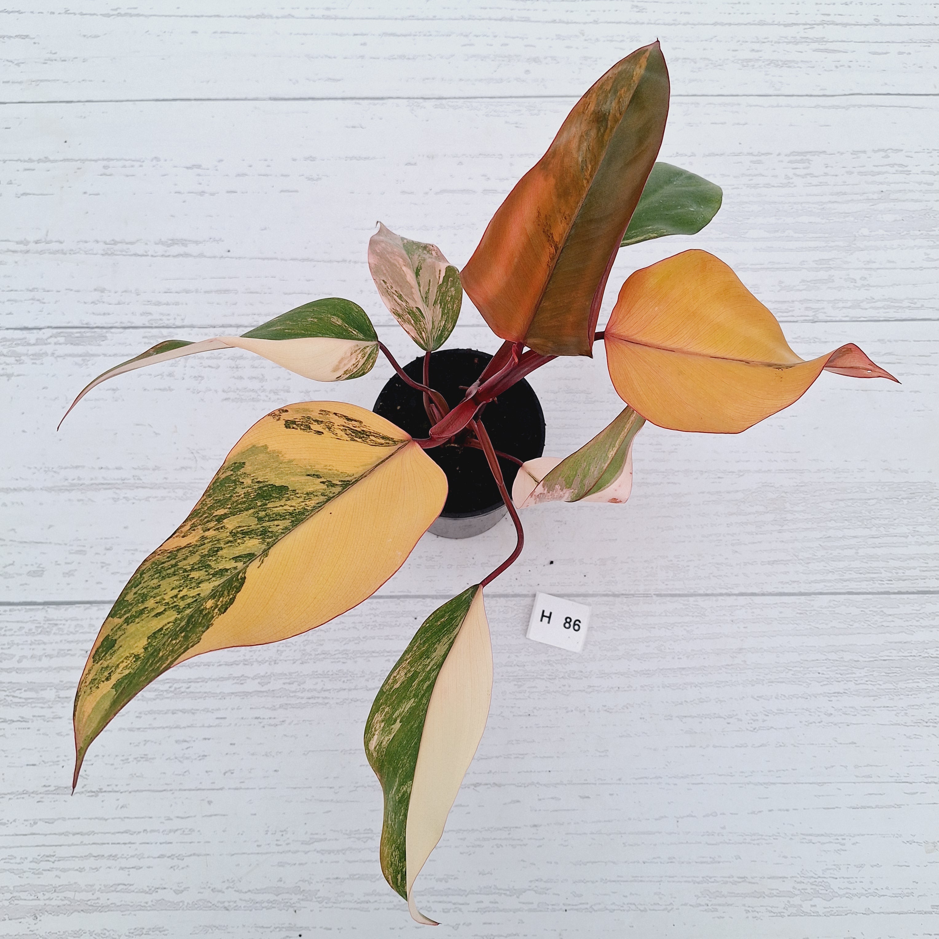 Philodendron erubescens Strawberry Shake - SALE