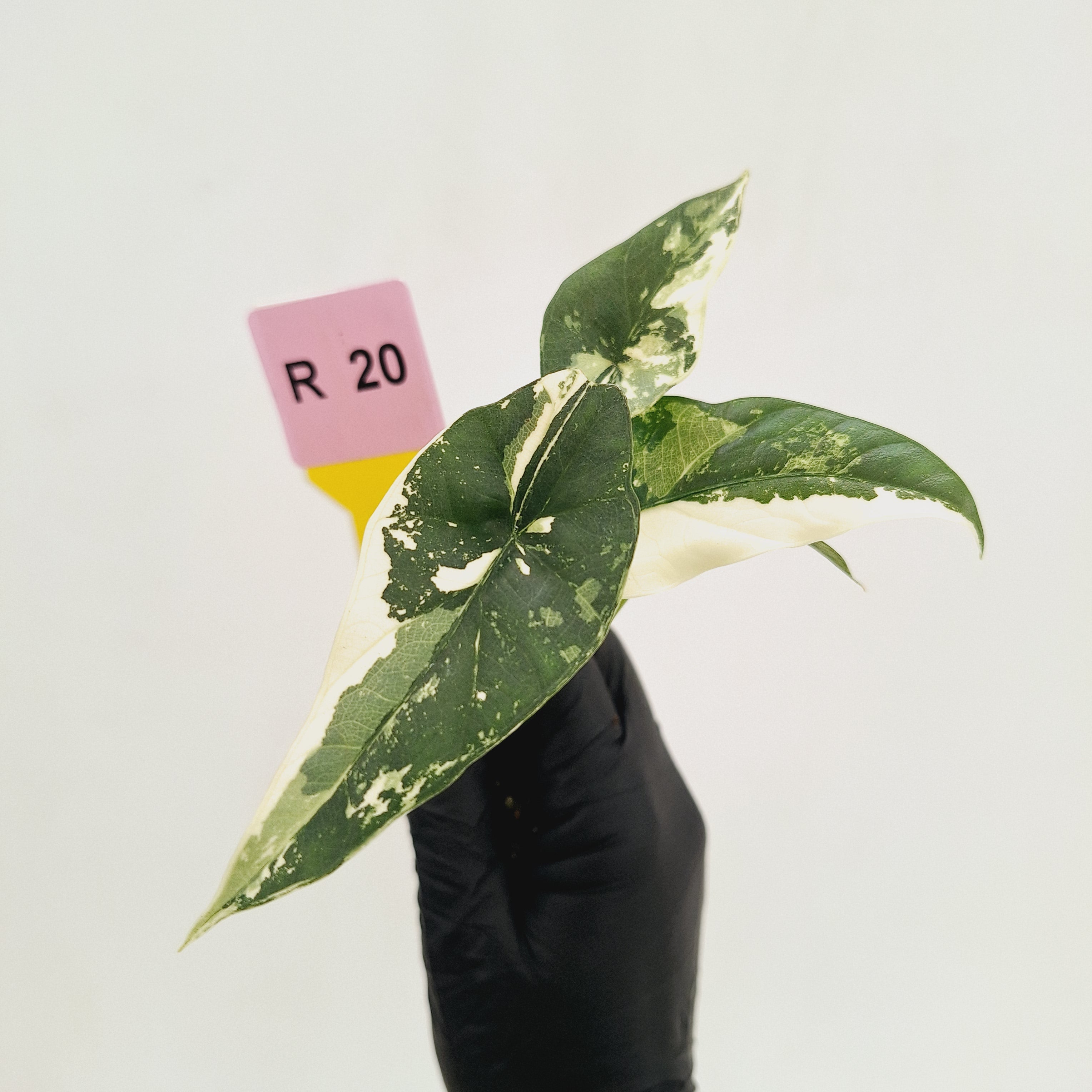 Alocasia 'Simpo'  Variegata- Bare Bottom Baby - SALE