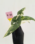 Alocasia 'Simpo'  Variegata- Bare Bottom Baby - SALE