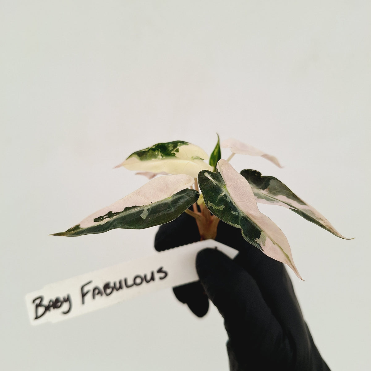 Alocasia Amazonica bambino Variegata - Bare Bottom Baby