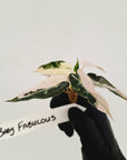 Alocasia Amazonica bambino Variegata - Bare Bottom Baby