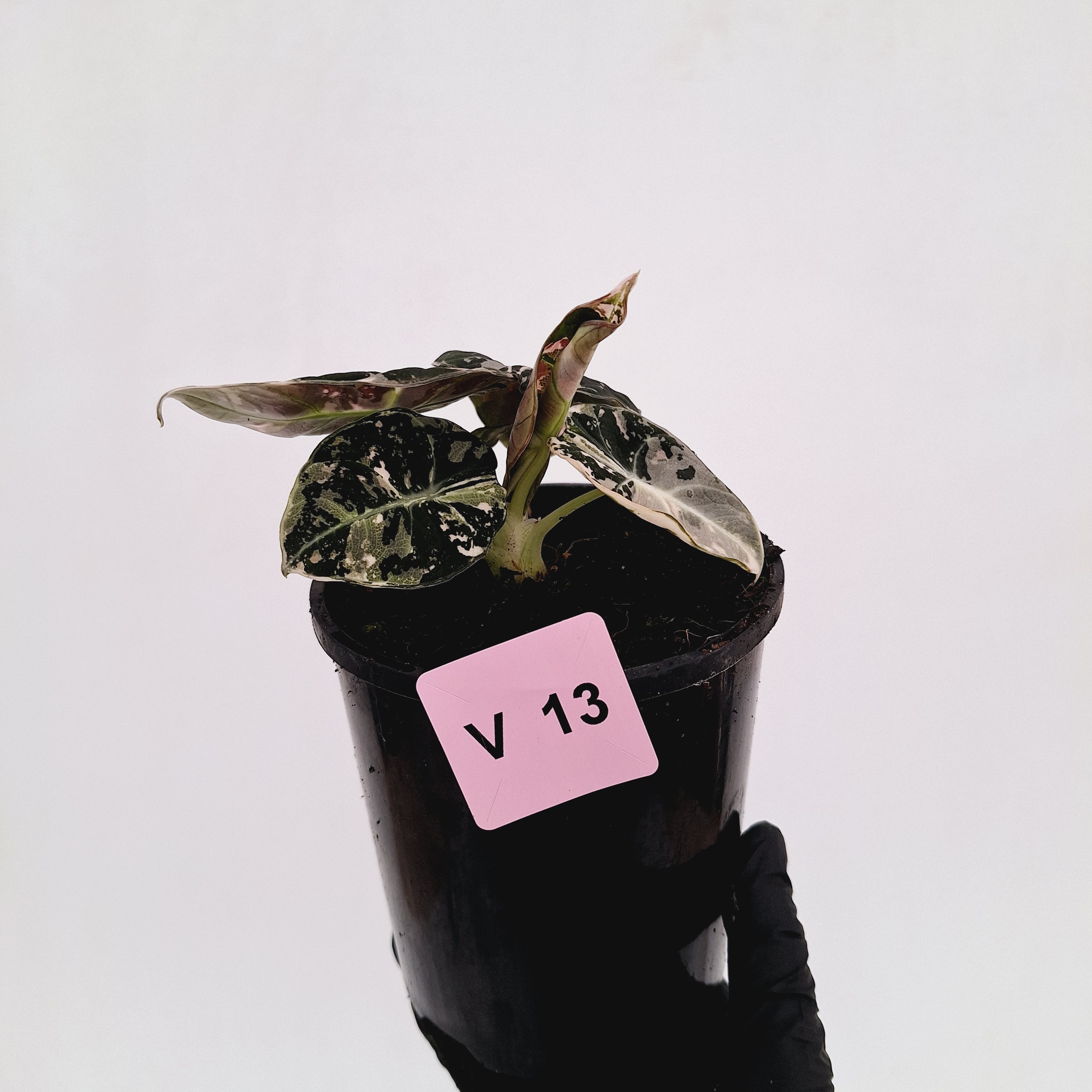 Alocasia reginula 'Black Velvet variegata'