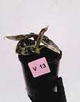 Alocasia reginula 'Black Velvet variegata'