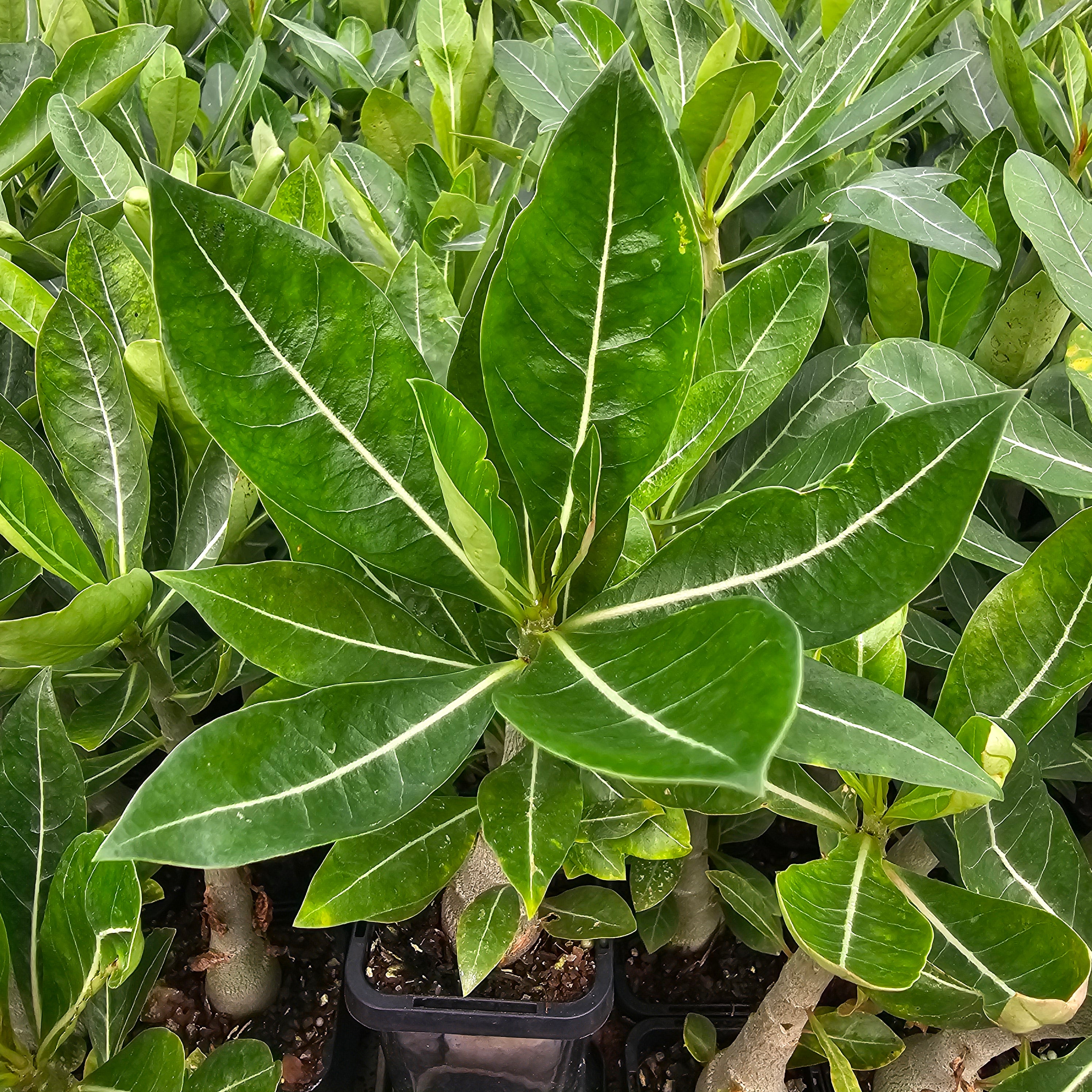Adenium obesum Desert Rose 'pretty pink'