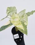 Alocasia odora 'Batik' Variegata Tri Colour