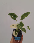 Alocasia Okinawa Silver