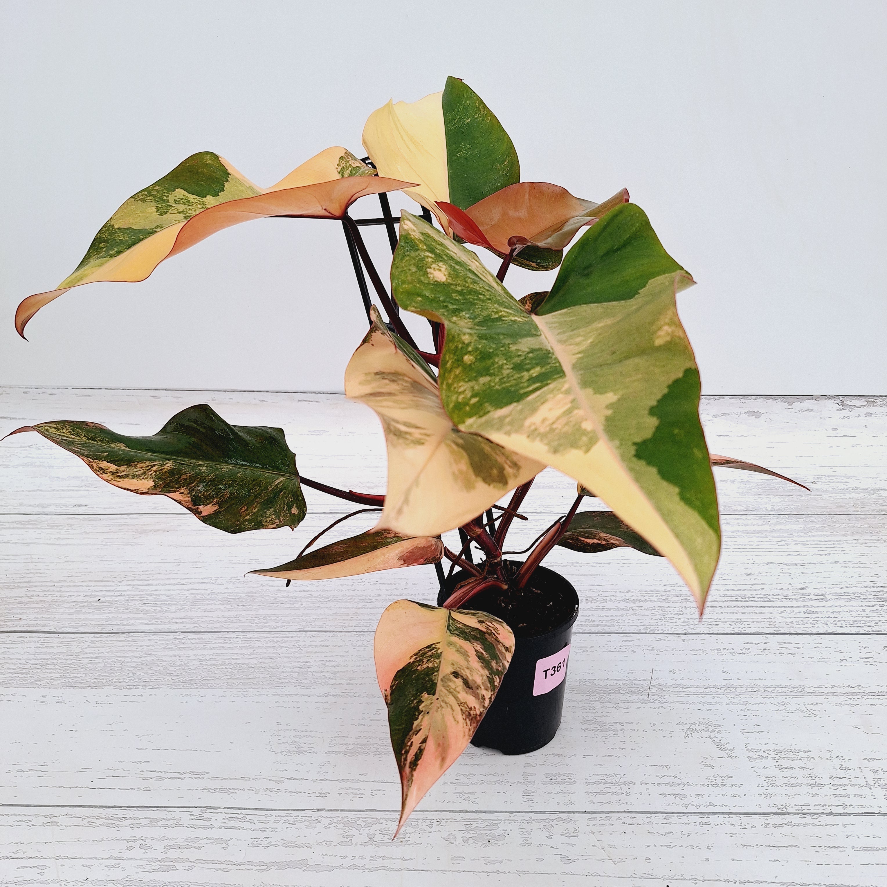 Philodendron erubescens Strawberry Shake