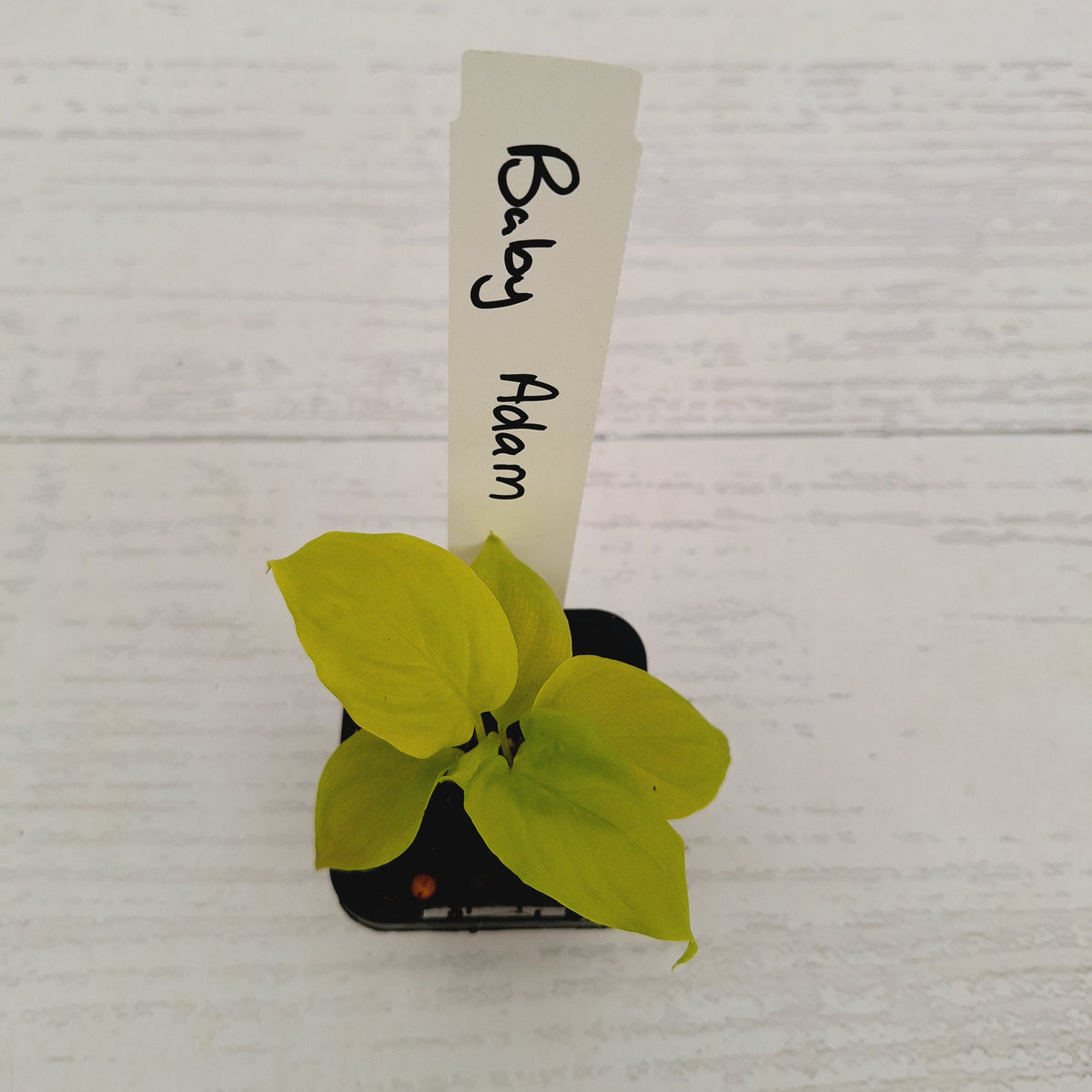 Homalomena rubescens Golden Hibiscus’ SALE