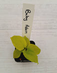 Homalomena rubescens Golden Hibiscus’ SALE