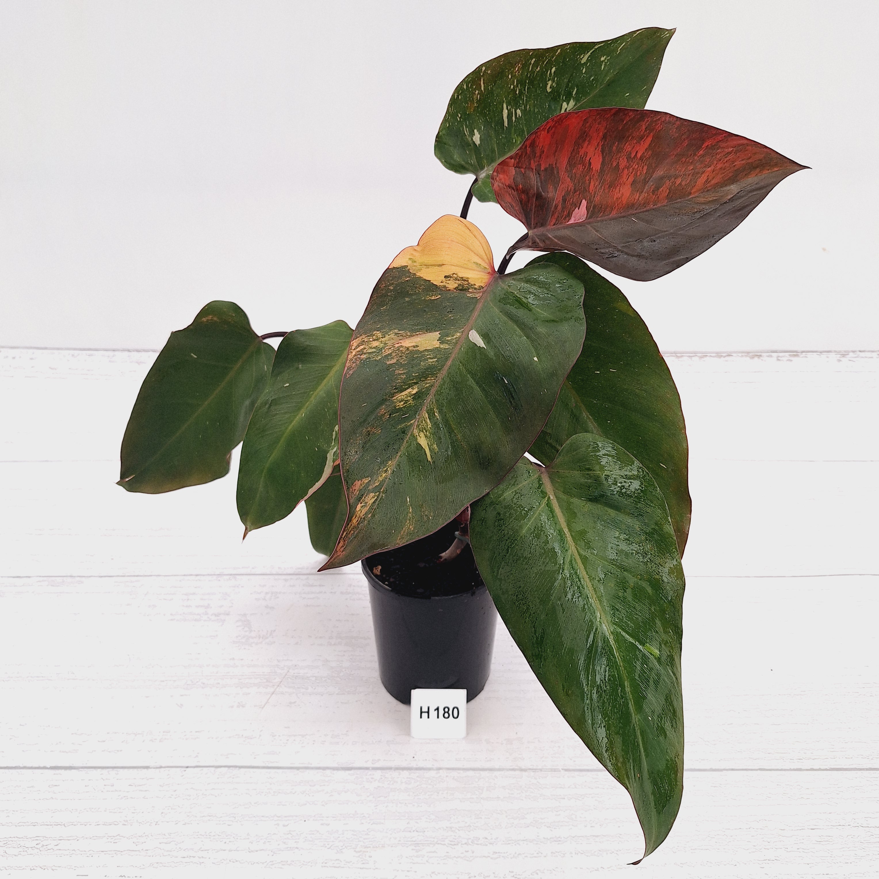 Philodendron 'Pink Princess Galaxy Marble' Sport