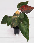 Philodendron 'Pink Princess Galaxy Marble' Sport