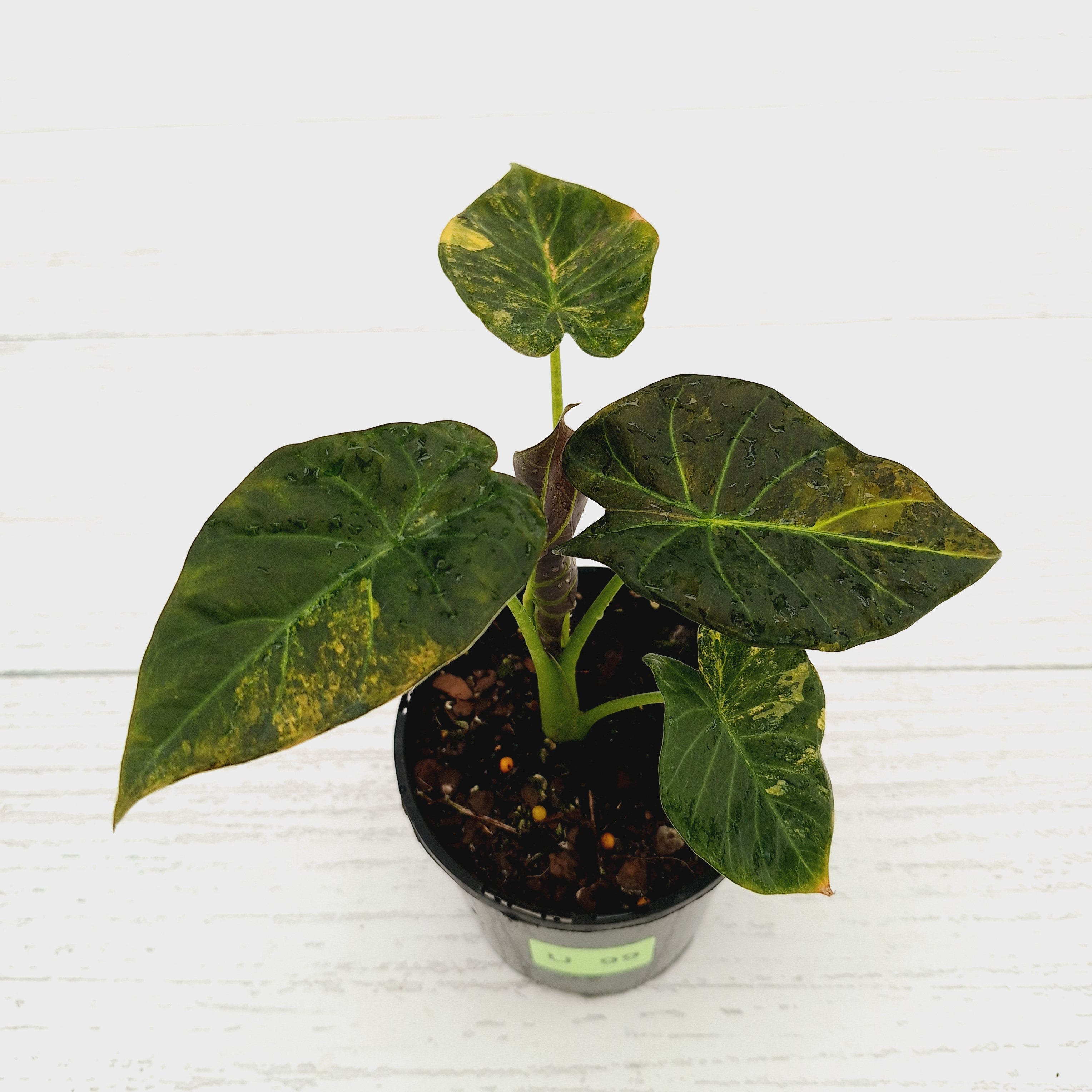Alocasia &#39;Regal Shields&#39;  variegata