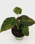Alocasia 'Regal Shields'  variegata