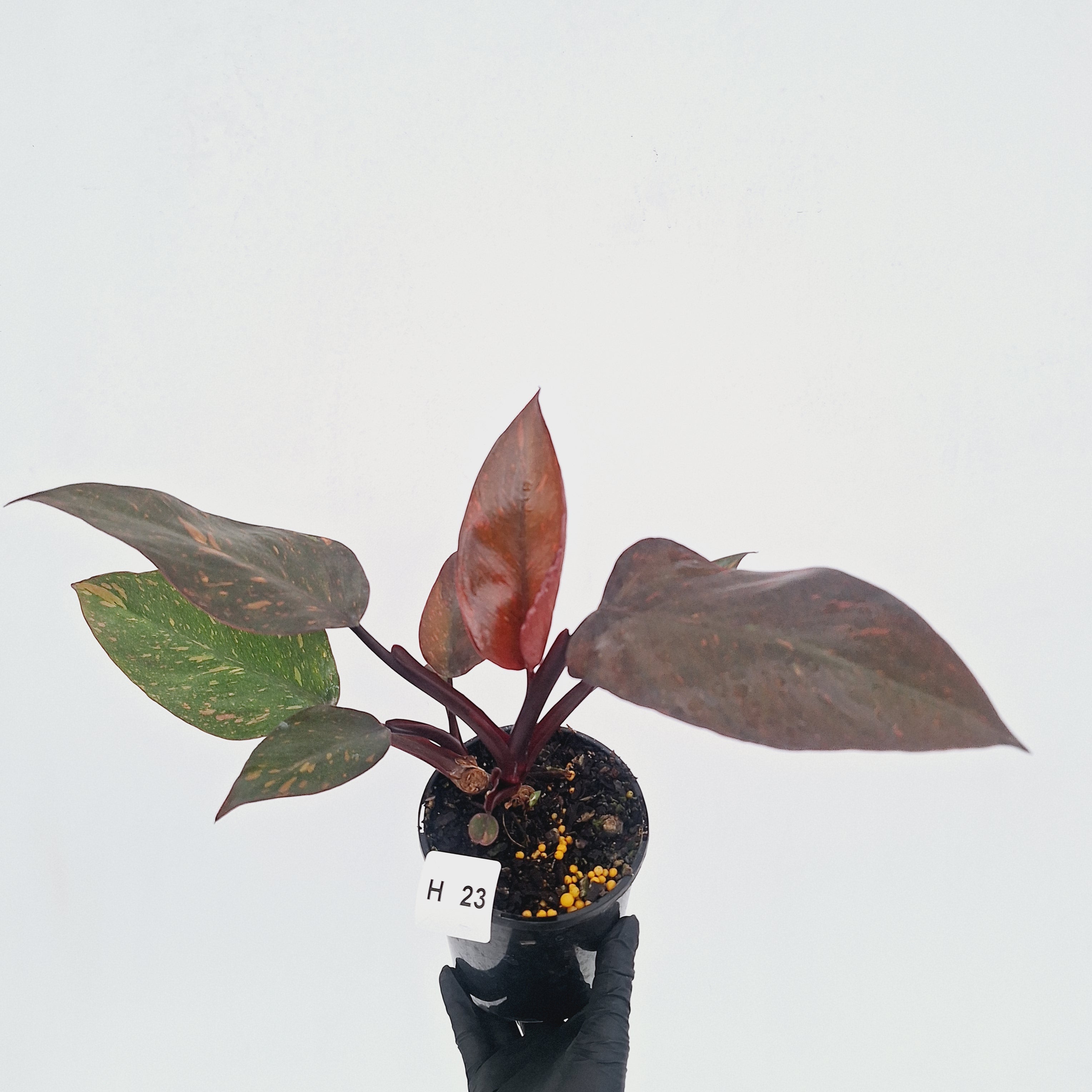 Philodendron 'Orange Princess' - FLASH SALE