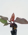 Philodendron 'Orange Princess' - FLASH SALE