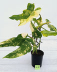 Philodendron domesticum variegata