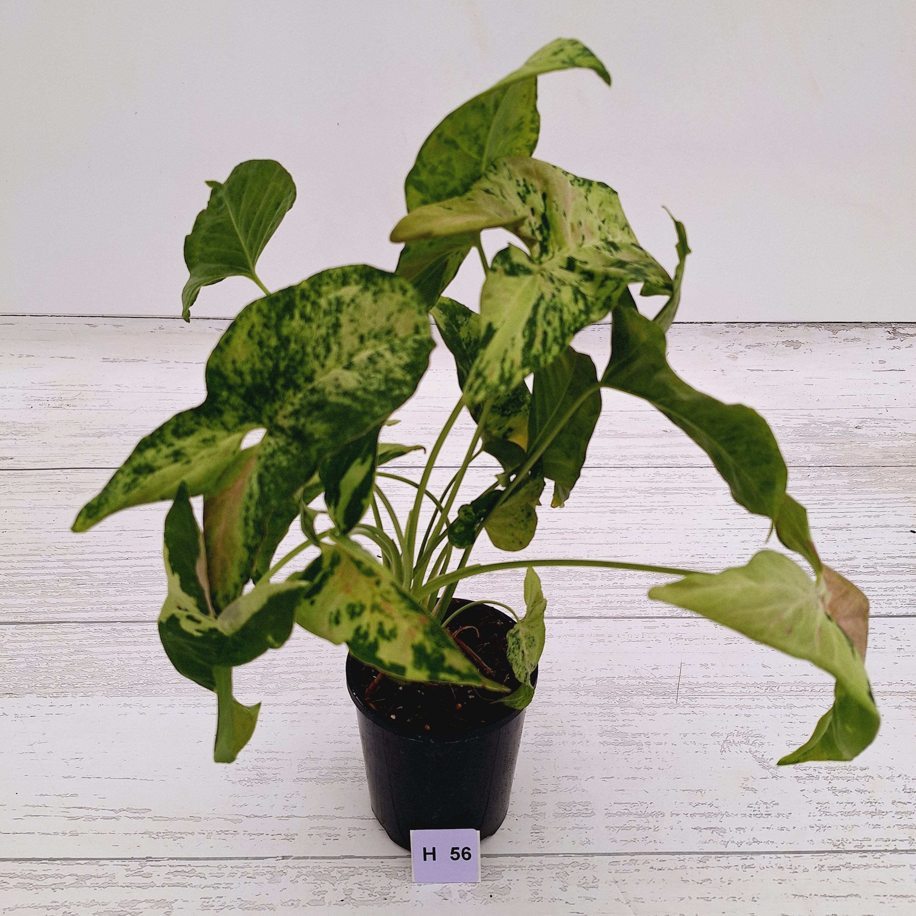 Syngonium podophyllum Confetti Tricolour