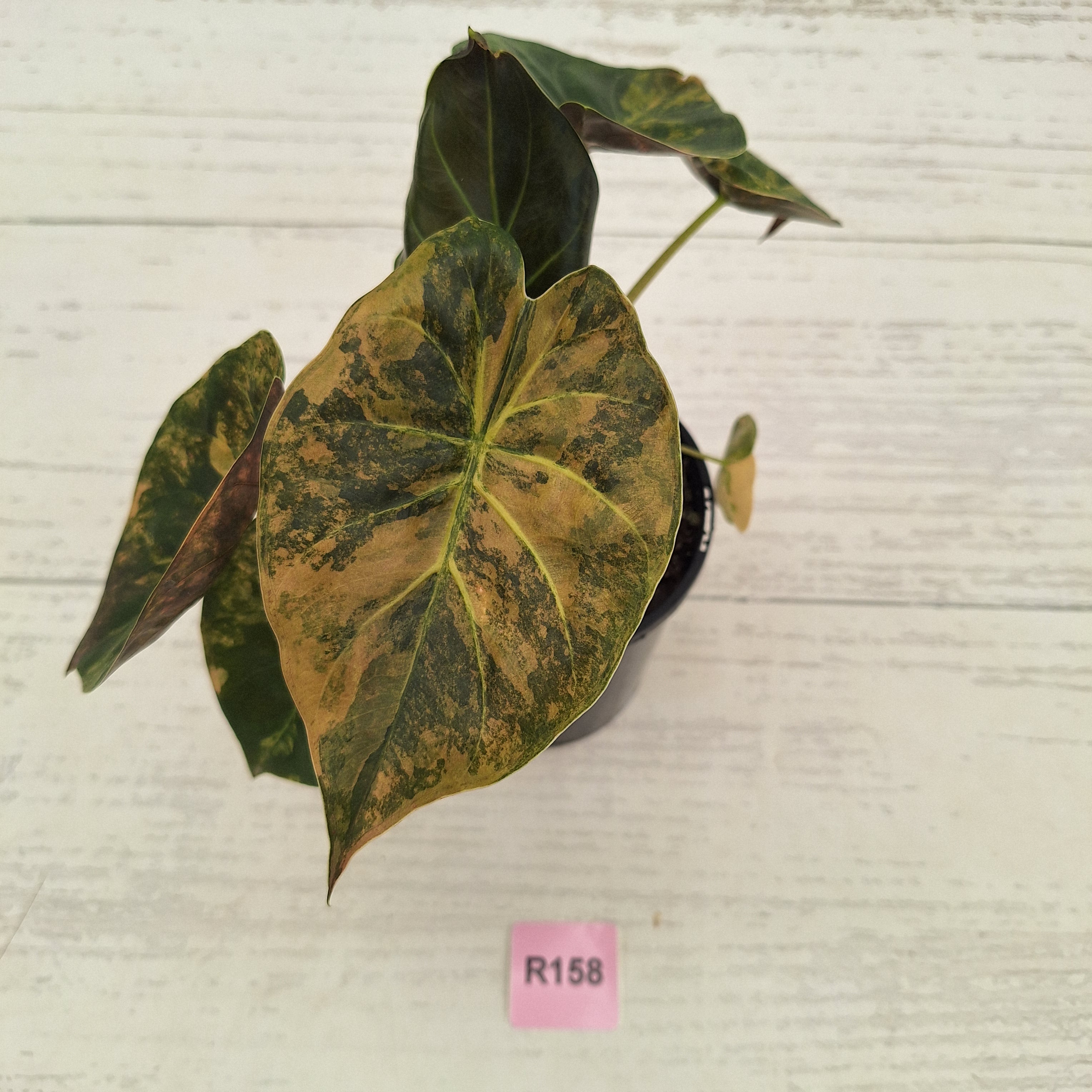 Alocasia ‘wentii’ Variegated - Sale