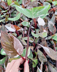 Philodendron erubescens Red Anderson - Bare Bottom Baby