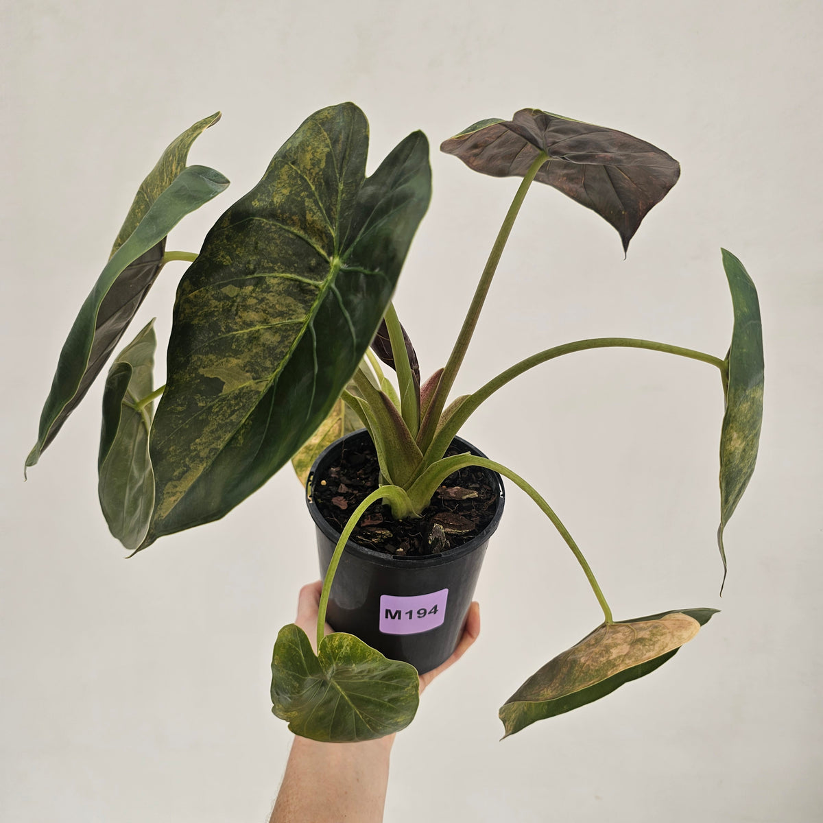 Alocasia ‘wentii’ Variegated - Sale