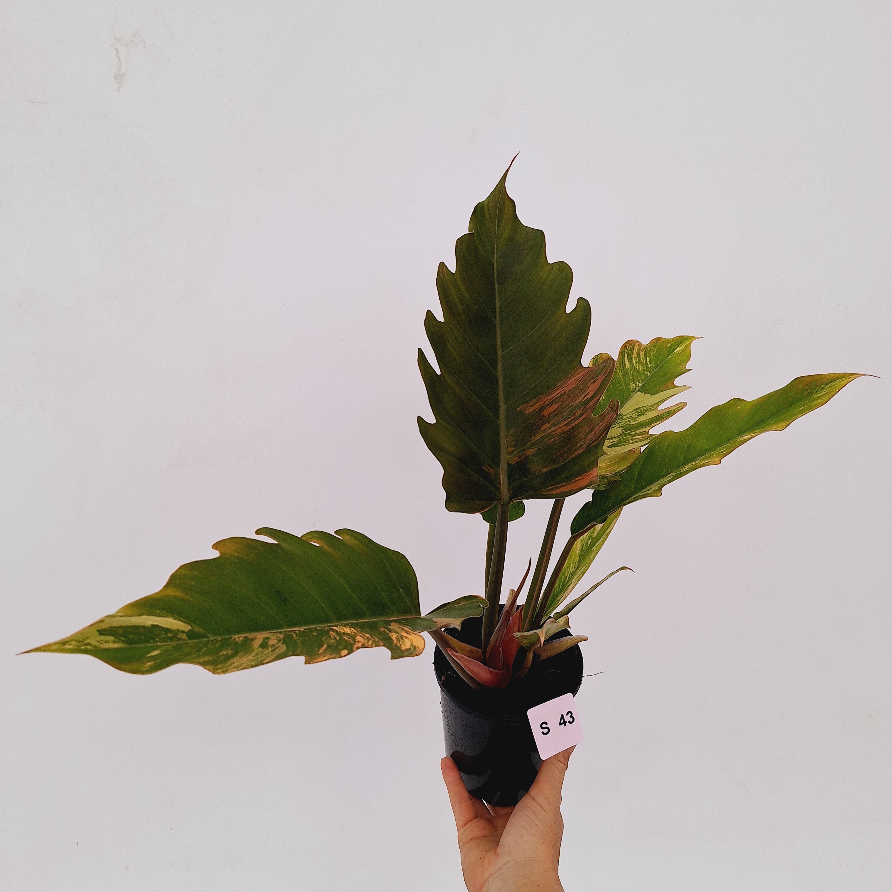 Philodendron serratum Caramel Marble