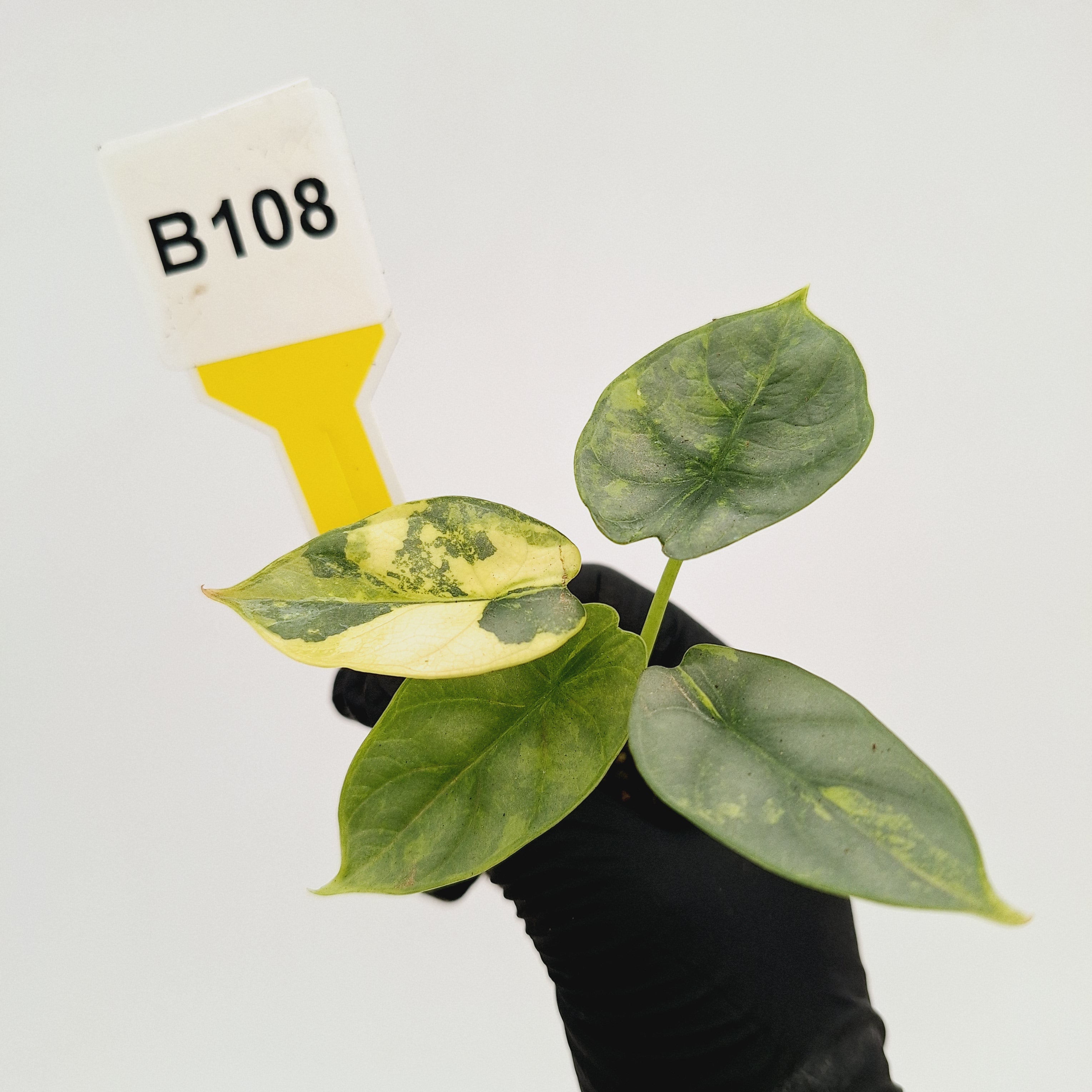 Alocasia baginda 'Silver Dragon' Variegata - Bare Bottom Baby