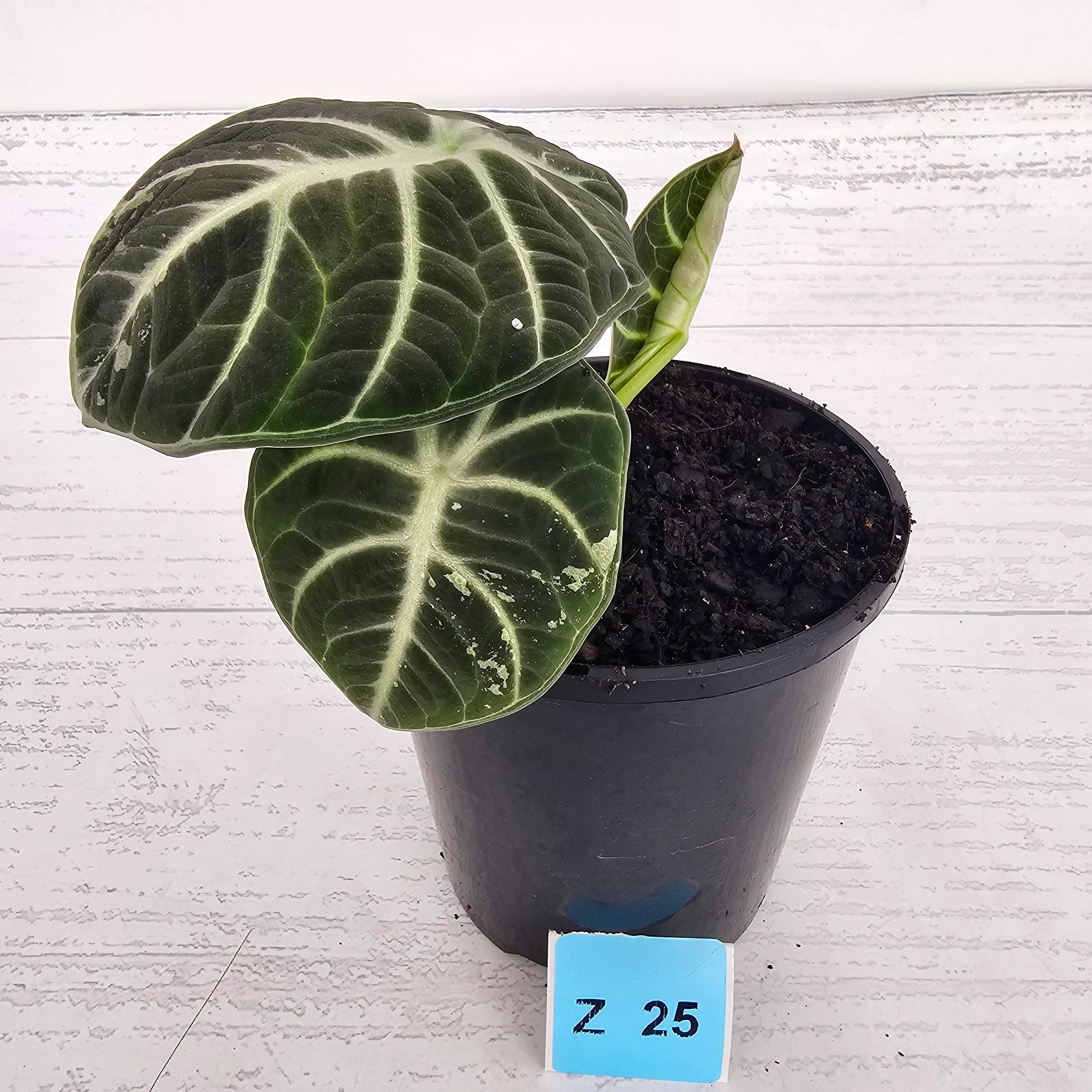 Alocasia reginula 'Ninja Variegata'