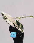Alocasia ‘Simpo Albo’ Variegata - SALE