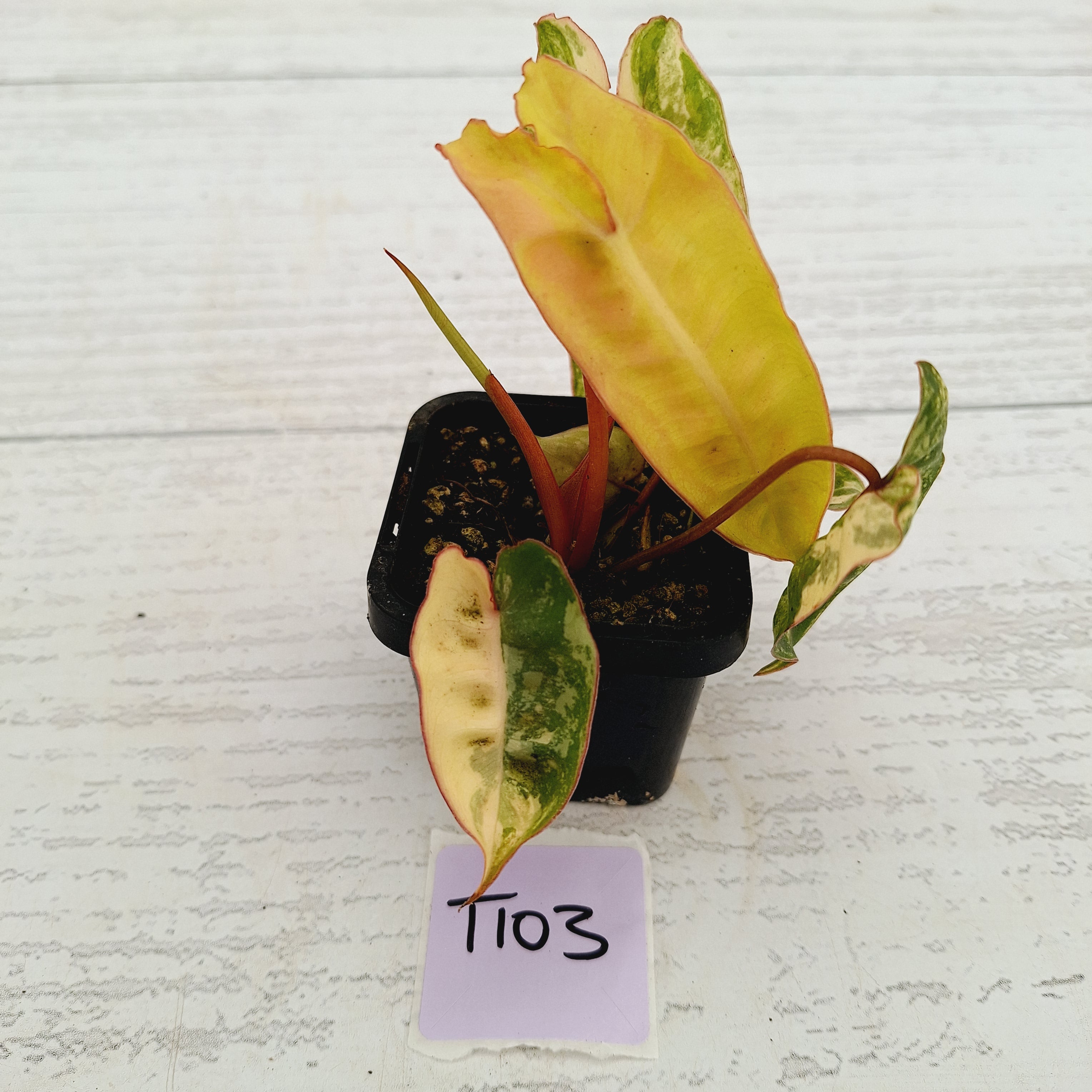 Philodendron billietiae Variegata