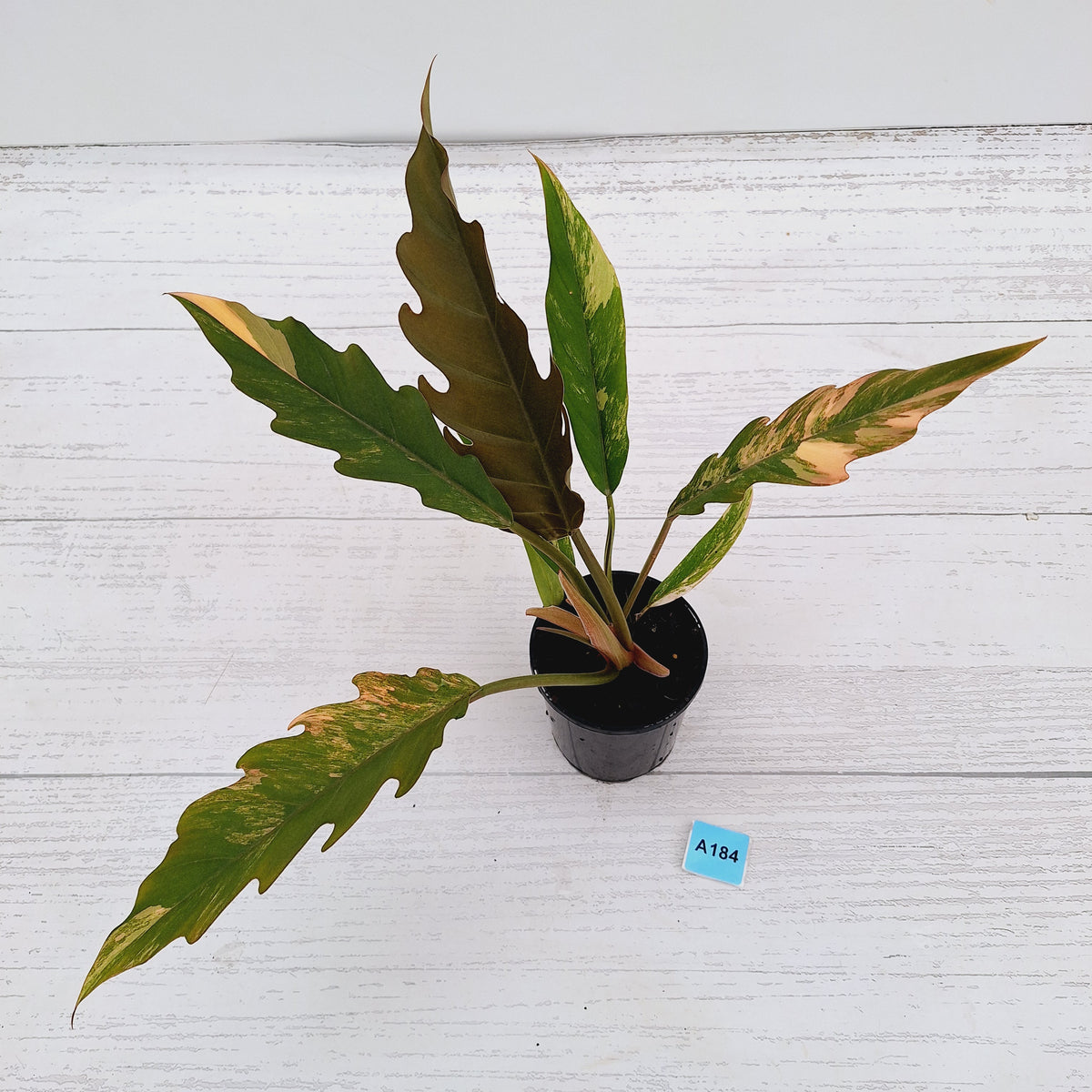 Philodendron serratum 'Caramel Marble' -flash sale