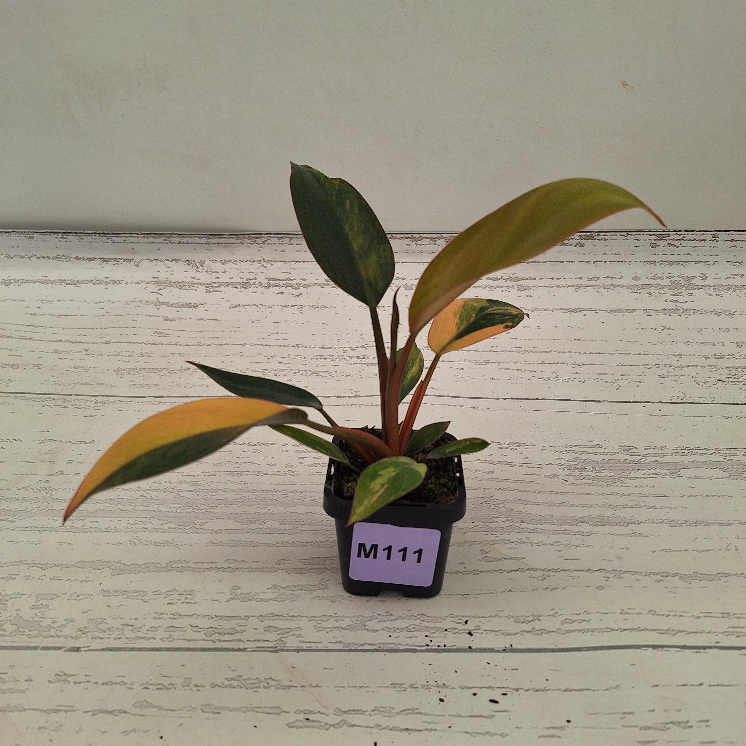 Philodendron 'Rojo Congo Variegated' 70mm