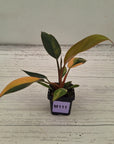 Philodendron 'Rojo Congo Variegated' 70mm