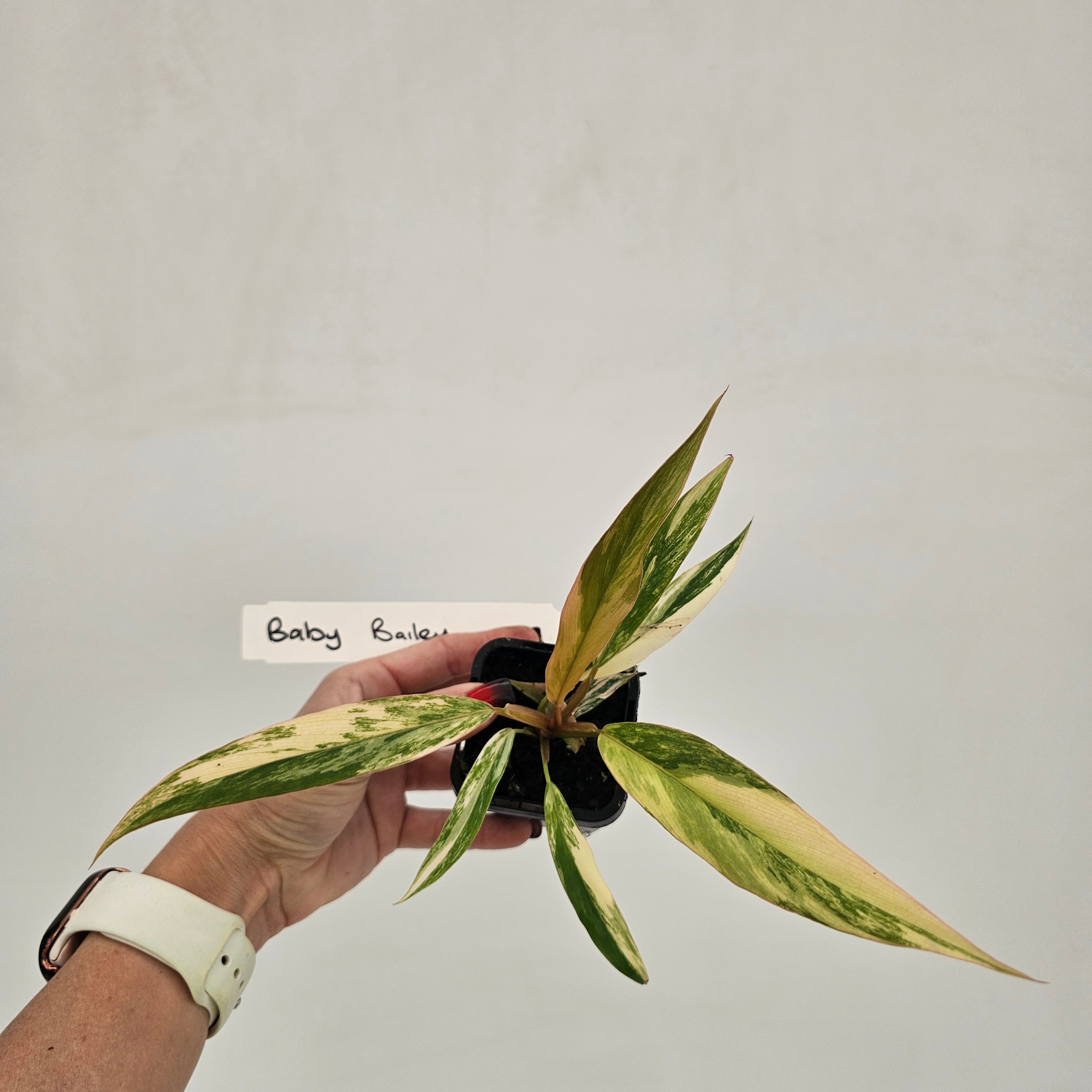 Philodendron serratum 'Caramel Marble'