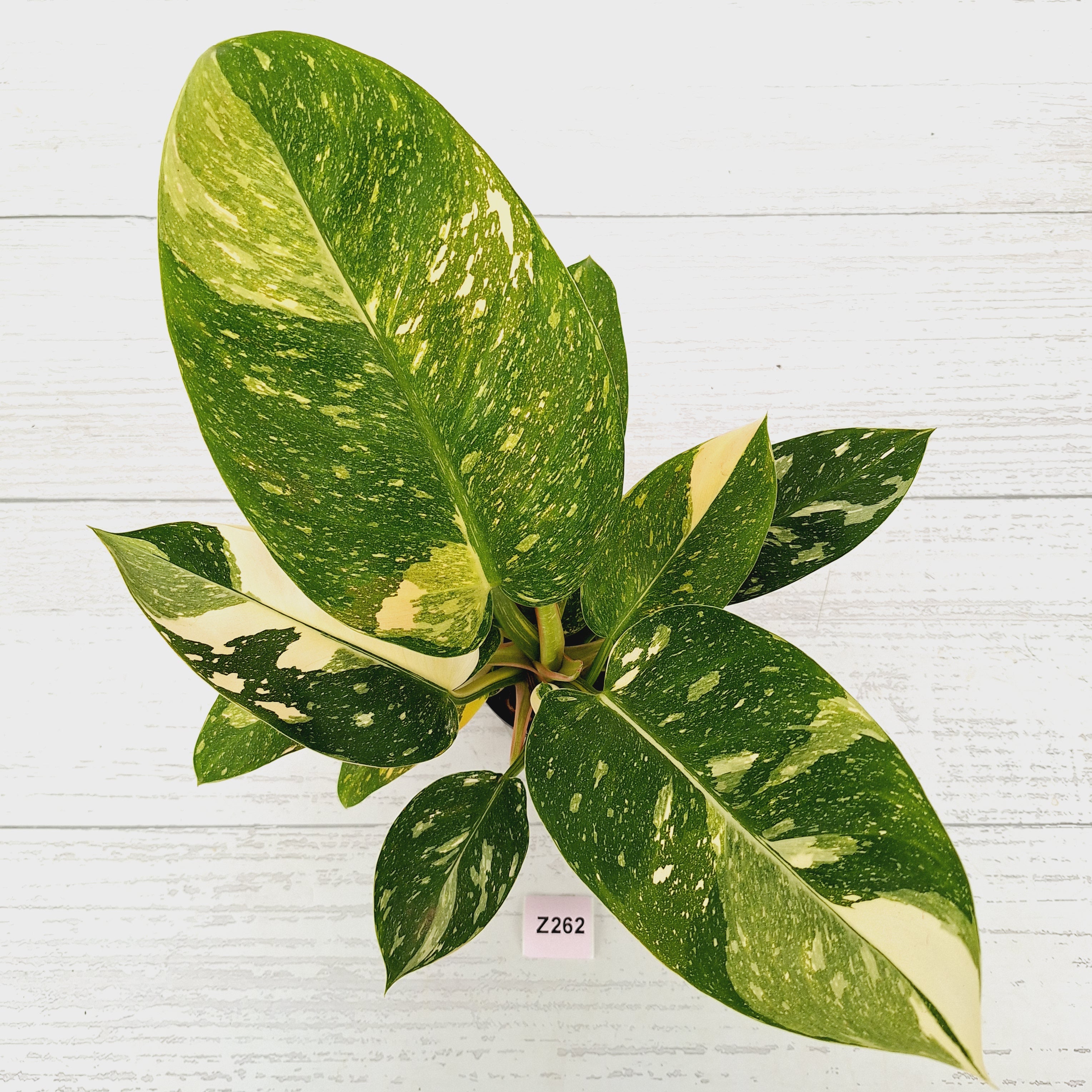 Philodendron Green Congo Variegata (Nuclear)