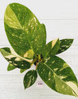 Philodendron Green Congo Variegata (Nuclear)