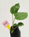 Monstera Deliciosa 'Bulbasaur - Bare Bottom Baby