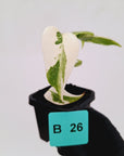 Monstera borsigiana 'Albo' - SALE